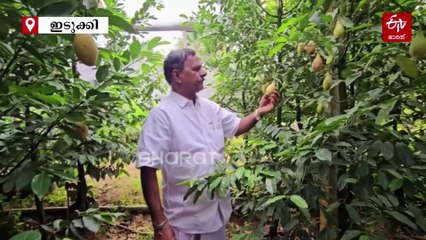 കനത്ത മഴ; വെള്ളക്കായ പൊട്ടുന്നു, ജാതി കര്‍ഷകര്‍ പ്രതിസന്ധിയില്‍