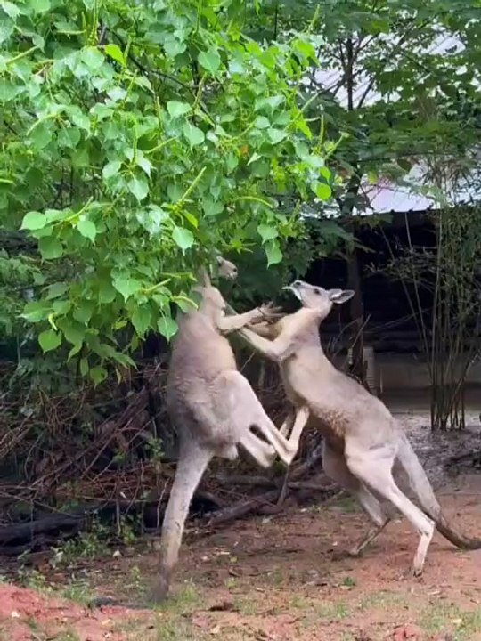 Kangaroo Wrestling Match"