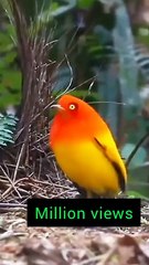 All video about birds life and hunting birds etc
