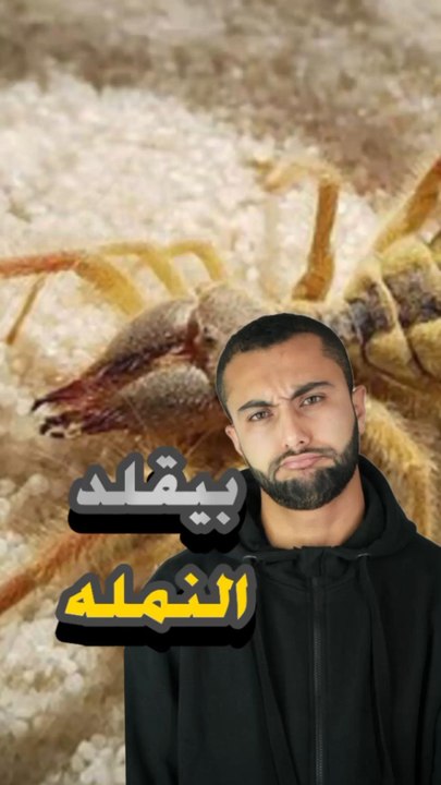🕸️ عنكبوت بيحاكي شكل نملة؟ ليه؟https://psce.pw/7qhbkg#النواة #العنكبوت_النملة#Alnawa #dubai🇦🇪 #dubailife #Zodariidae #ant #trending #travel #nature #wildlife