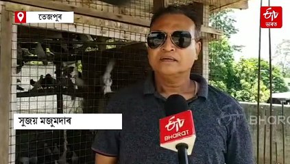 লাখটকীয়া পাৰ চৰাইৰে ভৰি আছে সুজয়ৰ ঘৰ