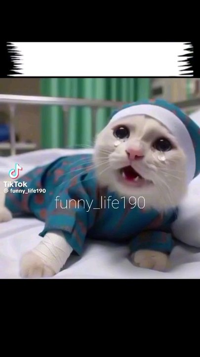 funny cat🐈 #cats #ai #catshort #shortvideo #shorts #viralshorts #ytshorts #funny #meow #cats #cartoon #shorts #shortsfeed #shortvideo #shortfeed #viralshort #funnyvideos
