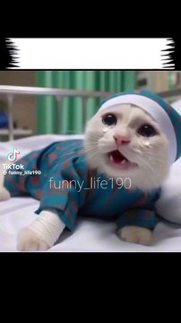 funny cat🐈 #cats #ai #catshort #shortvideo #shorts #viralshorts #ytshorts #funny #meow #cats #cartoon #shorts #shortsfeed #shortvideo #shortfeed #viralshort #funnyvideos