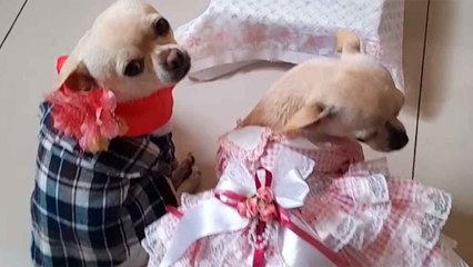 Süßes Video zeigt Hunde bei einer Festa-Junina-Hochzeit