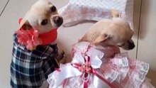 Vidéo adorable : des petits chiens célèbrent un mariage pendant la fête de la Saint-Jean
