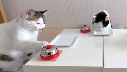 Video esilarante: gatti gourmet trasformano i loro padroni in maggiordomi