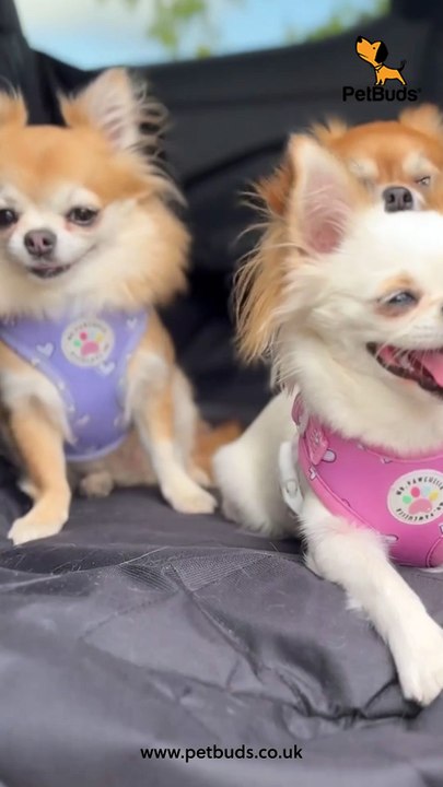 Dog hair, dirt, drool? No more drama in your backseat! 🐾
