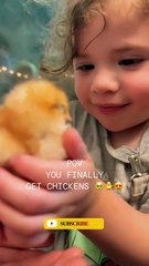 beautiful 👌 familly of chicks 🐥🐤🐣 #birds#chicks #trendingshorts #animals #aseelmurga