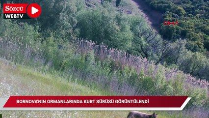 Bornova'nın ormanlarında kurt sürüsü görüntülendi