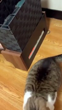 Cat vs lizard 🦎 new viral funny video 📸 cat lover 🤣😍 animals love 😘😽#cat viral video 📸#shorts #shortvideos #viralvideos #viralshorts #funny #funnyvideos #comedy #cats #animals #lizard #love #care