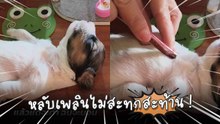 คลิปสุดน่ารัก ! ลูกหมานอนให้เล่นพุง หลับเพลินไม่สะทกสะท้าน