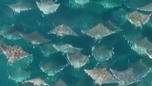 migrasi massal ikan pari mobula (mobula ray mass migration)