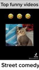 🤣🤣🤣Funny Videos - Funniest Kittens - Cats And