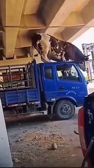 Cow Jumps Out of the truck #funnyanimals #shortvideo #funnypets