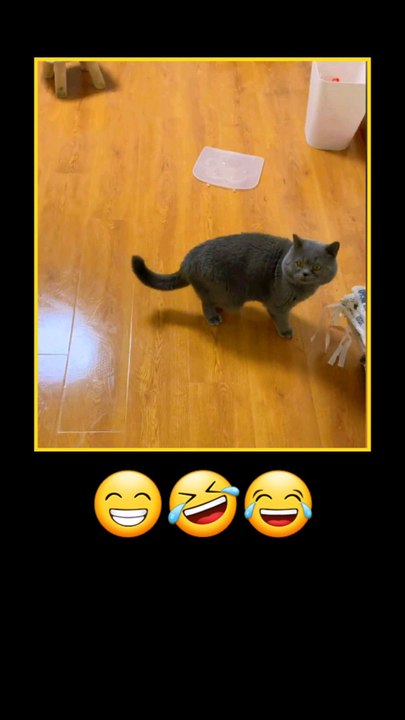 Cat's funniest meow moments