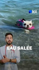 Comment faire pour amener son chien à la mer ?