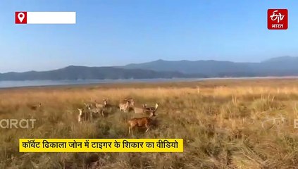 कॉर्बेट ढिकाला जोन में टाइगर के शिकार का LIVE वीडियो रिकॉर्ड, रोमाचिंत हुये पर्यटक
