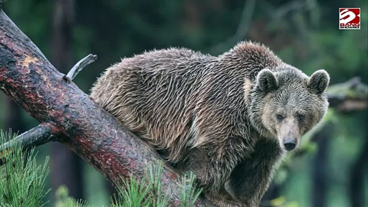 Ein Bär hat sich im Whirlpool eines Bewohners in Florida entspannt.