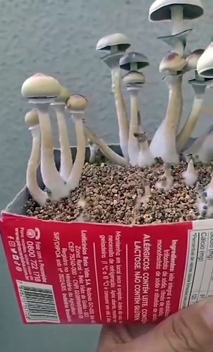 Estudante da UnB presa por tráfico de cogumelos alucinógenos