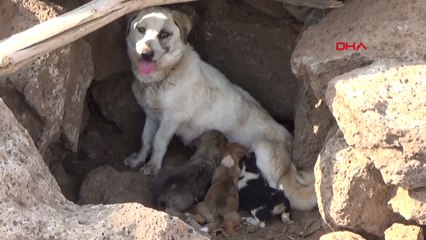 Yangında mahsur kalan yavru köpekleri jandarma kurtardı