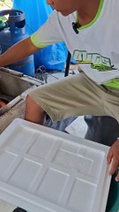 topraksız tarım yeşil soğan ekimi