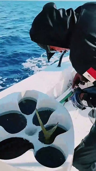 canlı yem dev kılıçbalığı