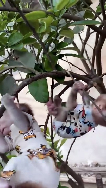 Grumpy Monkey's Funny Expressions - You Won't Stop Laughing! 😁🐒