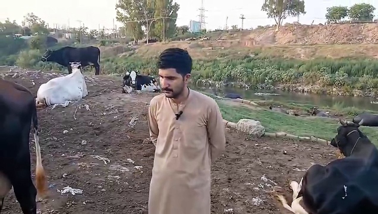 Dairy Farming in City/Beautiful Cows/Healthy Cows/Pure Milk/Business is better then Job/Farmars View