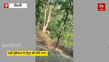 सिवनी घात लगाकर बैठा था बाघ, तेंदुए ने पेड़ से लगा दी छलांग