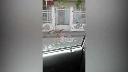 Φίδι σε κεντρική γειτονιά στη Βόρεια πλευρά της Λαμίας