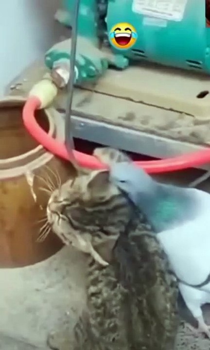 Entertainment#Videos funny#shortmove#shortviral#s