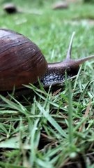 SNAIL LOOKING FOR SOMETHING LOST
