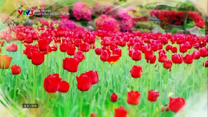 CUỘC SỐNG RỰC RỠ - TẬP 89-90 - TẬP CUỐI - VTV3 THUYẾT MINH - PHIM HÀN QUỐC - CUOC SONG RUC RO - TAP CUOI