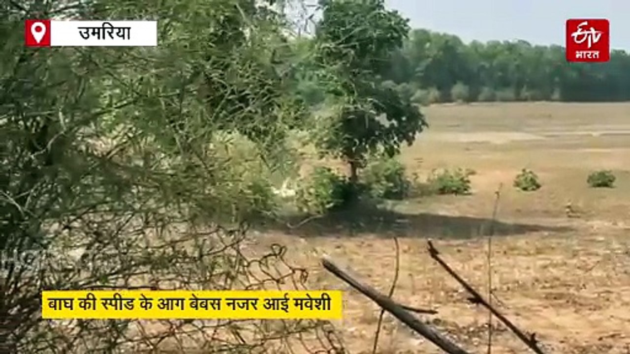 गोली की रफ्तार से शिकार पर टूटा बाघ, झटके में टारगेट क्लियर, गजब हैं बांधवगढ़ के बाघ