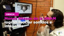 Monos Rhesus de la UNAM logran asociar sonidos e imágenes