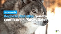 Regreso del lobo genera conflicto en Países Bajos