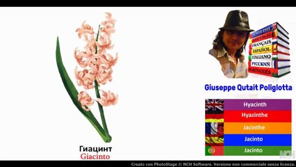 Visual Dict with Audio гиацинт,  лилия,  подсолнух, гладиолус