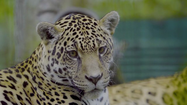 ULTIMATE 4K 120FPS DOLBY VISION TEST (8K TV Compatible) – Stunning HDR Demo