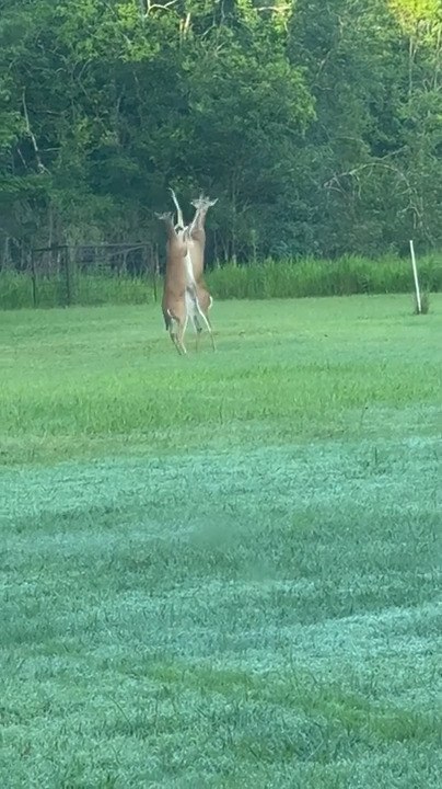 Two Deer Hilariously Fight While Standing on Hind Legs