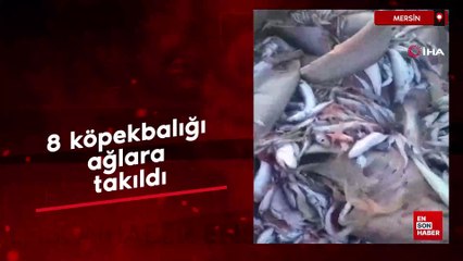 Mersin'de 8 köpekbalığı ağlara takıldı