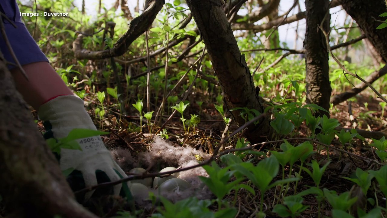 Eider à duvet : un trésor rare collecté dans l'Estuaire du Saint-Laurent