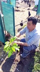 Avokado aşılama (avocado grafting)