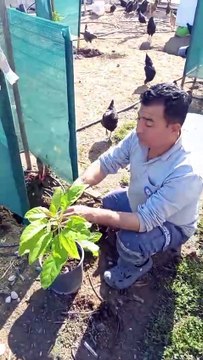 Avokado aşılama (avocado grafting)