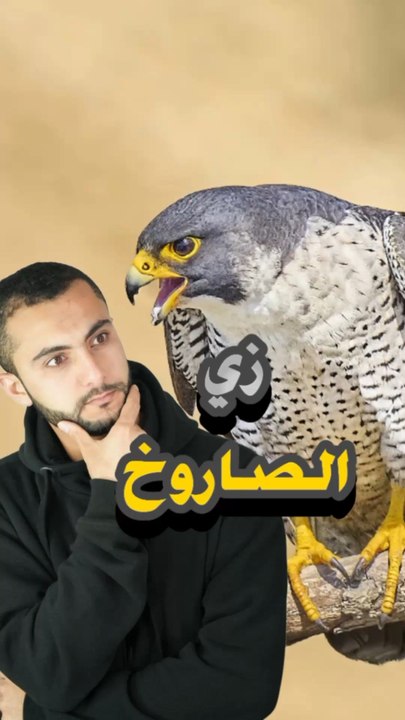 إيه اللي يخلي صقر الشاهين ده ينزل على الفريسة زي الصاروخ؟! 🚀🐦😱https://psce.pw/7qk4cm#النواة #صقر#صقر_الشاهين #Alnawa #dubai🇦🇪 #dubailife #Falco #Falco_peregrinus #trending #travel #nature #wildlife