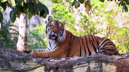 A JOURNY TROUGHT NATURE