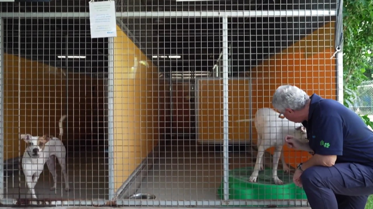 Animal shelters struggle with influx of surrendered pets, as owners face cost of living pressure