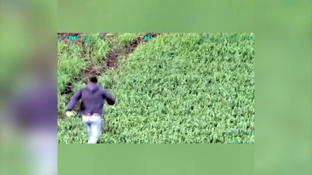 Falcão da PM auxilia na apreensão de 700 kg de maconha; veja as imagens aéreas