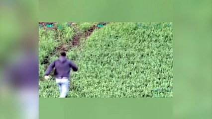 Falcão da PM auxilia na apreensão de 700 kg de maconha; veja as imagens aéreas