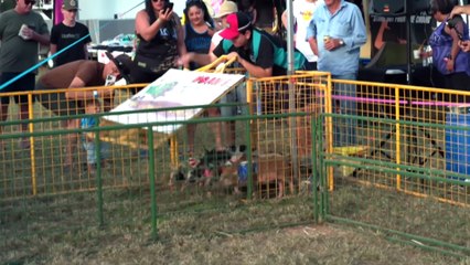 Crowd flocks to tiny outback Queensland town for premier shearing contest