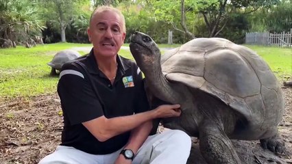'Goliat', la tortuga gigante de Galápagos en Miami, se convierte en padre a los 134 años